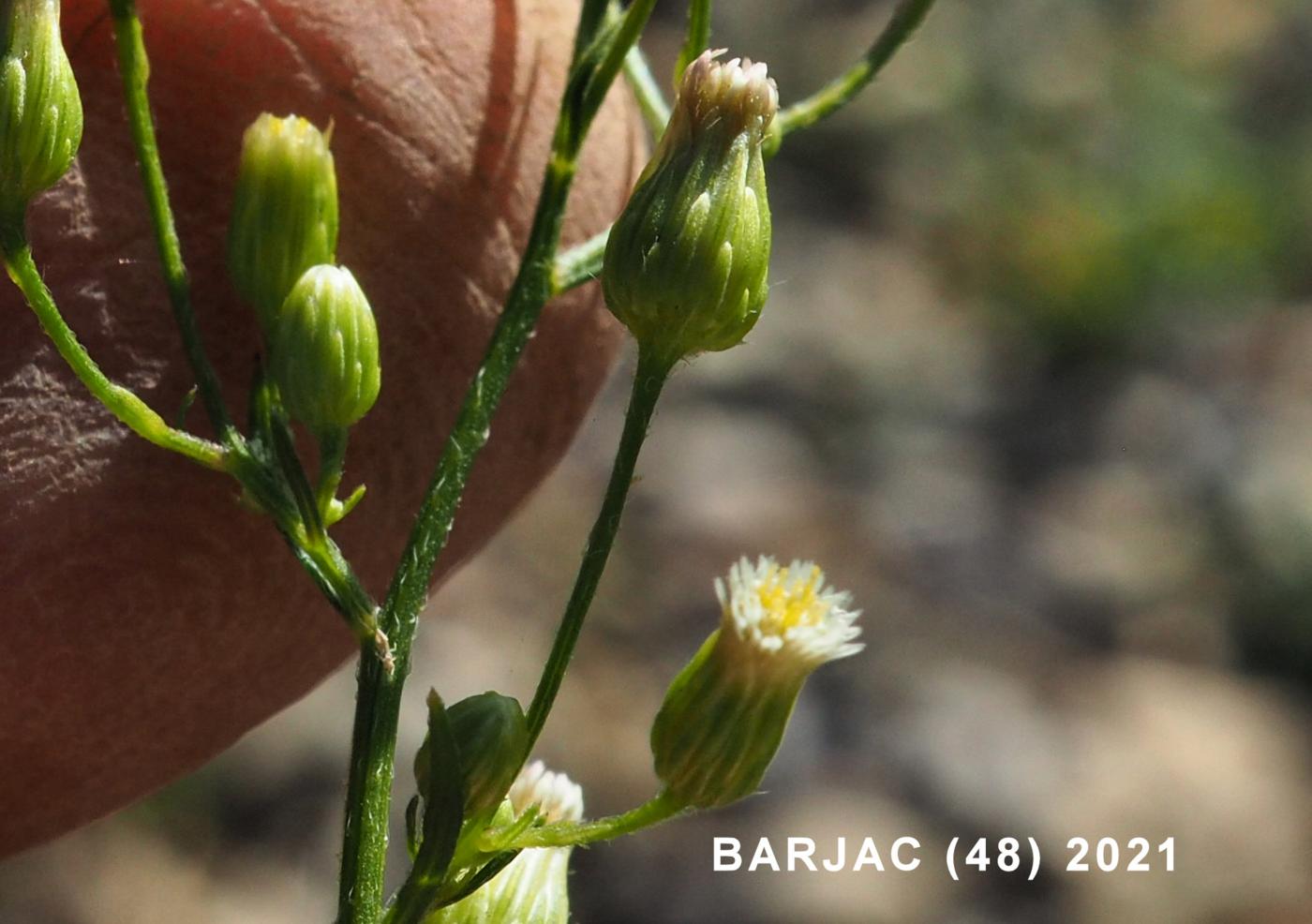 Fleabane, Canadian flower